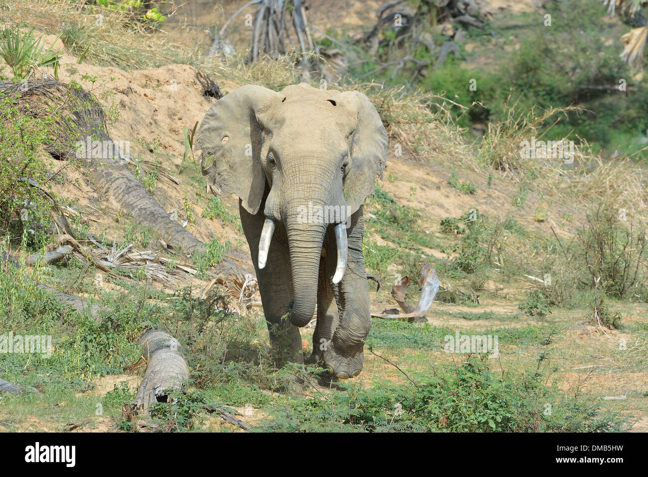 Afrikanischen Bush Elefanten - Savanne Elefanten - Bush Elefant (Loxodonta Africana) Fütterung in der Nähe des Flusses Pendjari - Pendjari NP Stockfoto