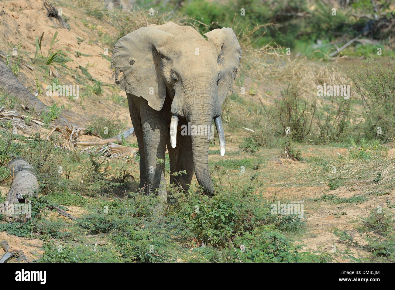Afrikanischen Bush Elefanten - Savanne Elefanten - Bush Elefant (Loxodonta Africana) Fütterung in der Nähe des Flusses Pendjari - Pendjari NP Stockfoto