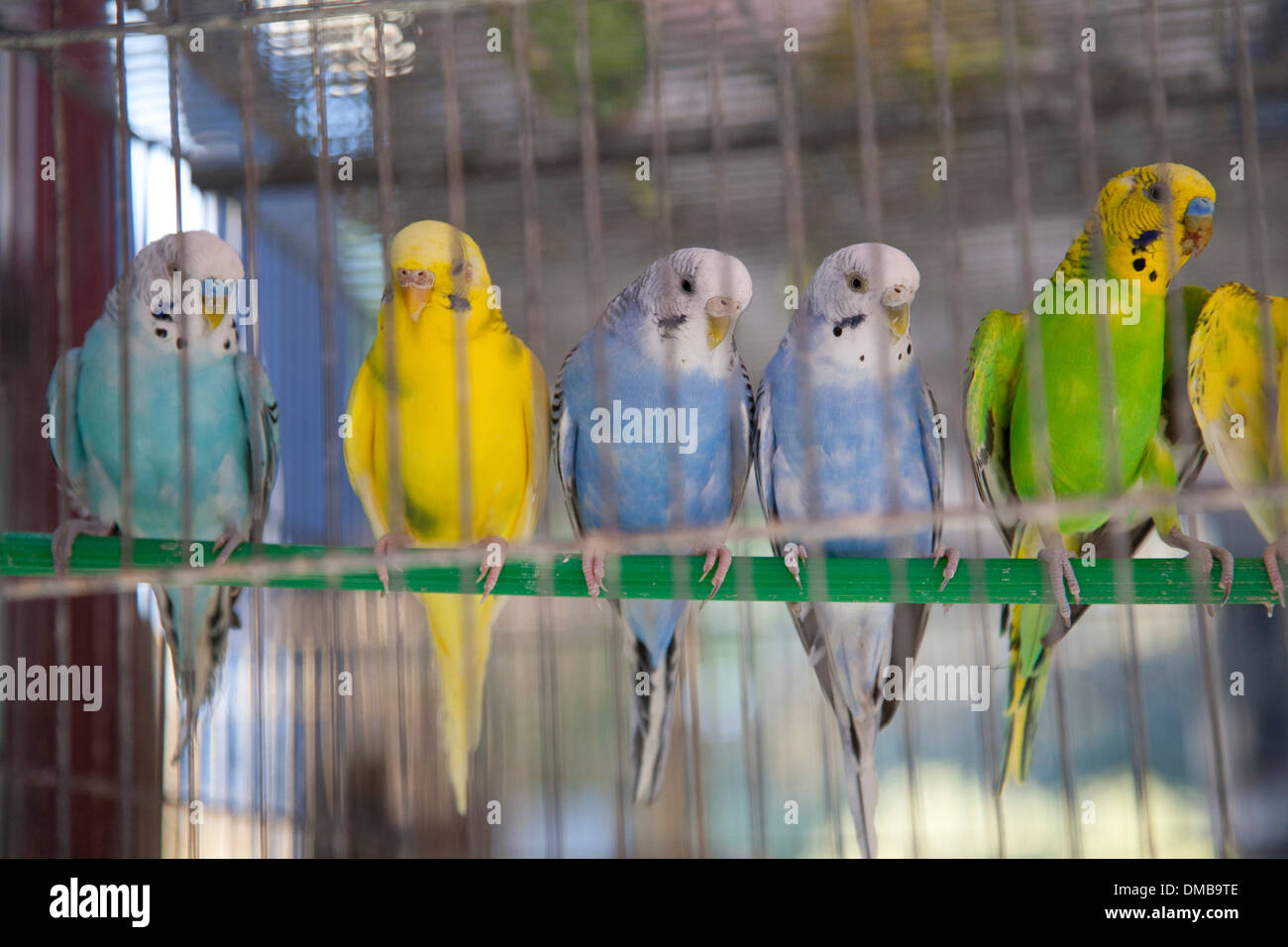 Kanarienvögel in Käfig, Insel Chios, Nord-Ost-Ägäis, Griechenland, Europa Stockfoto