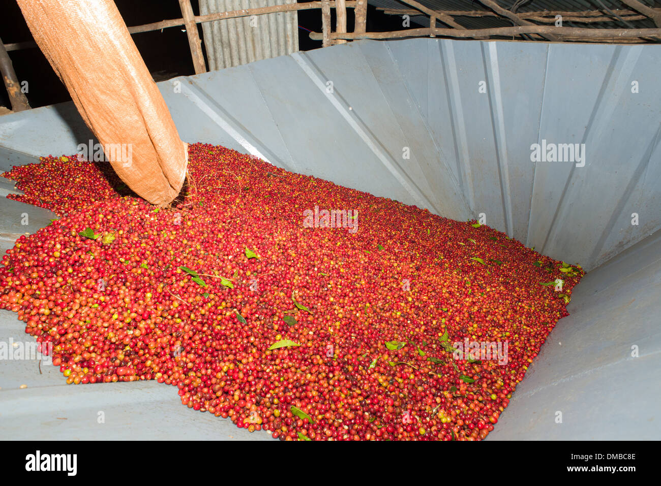 Kaffeekirschen Ernte gießen, Sidamo Stockfoto