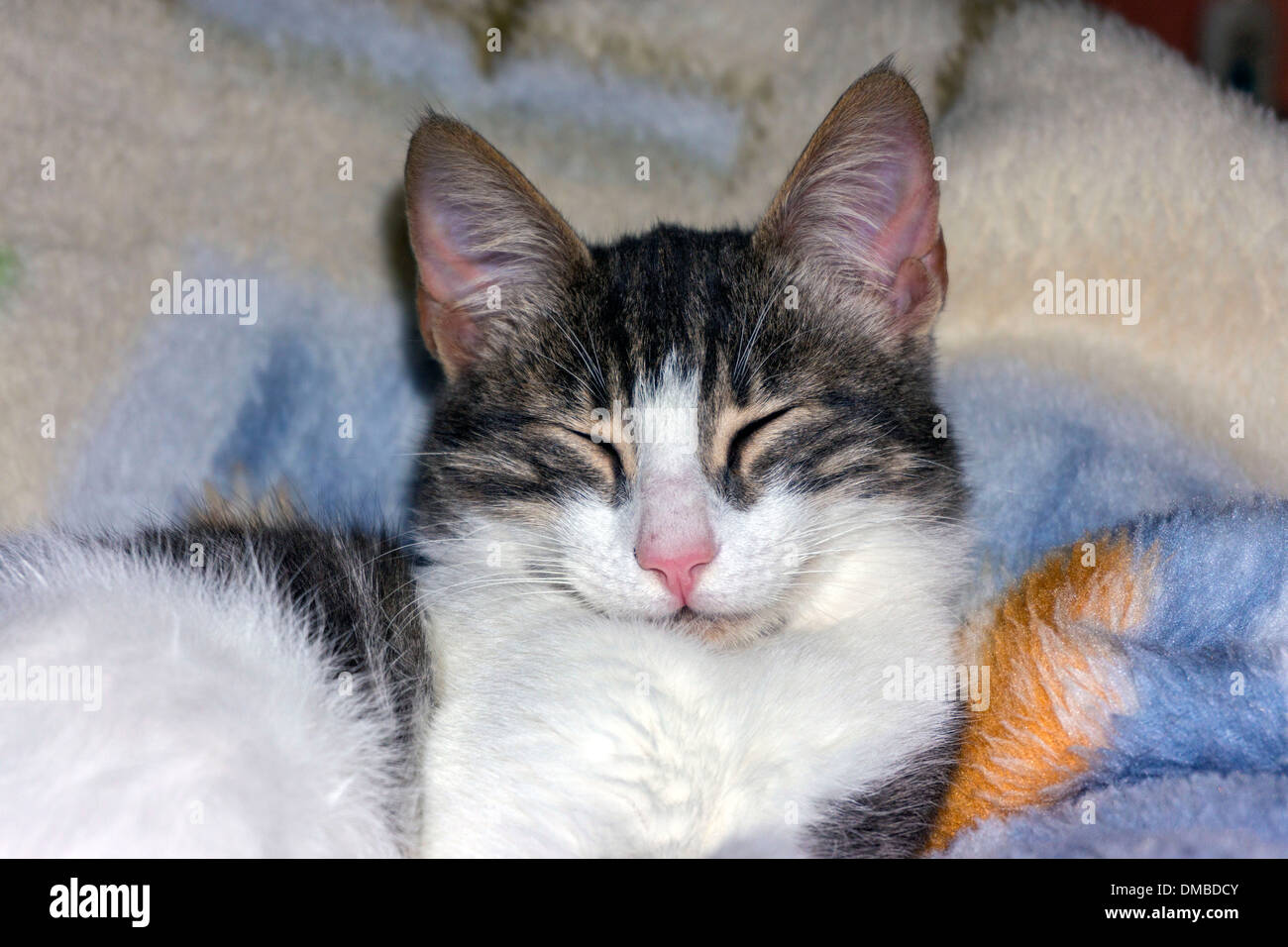 Braune und weiße Katze mit großen Ohren auf Decke Stockfoto