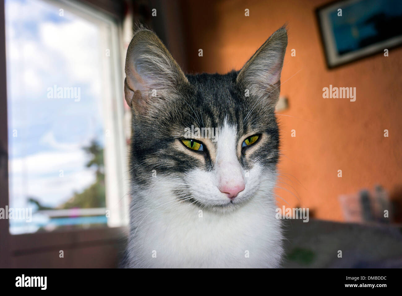 Braune und weiße Katze mit gelben Augen und großen Ohren, Blick in die Kamera Stockfoto