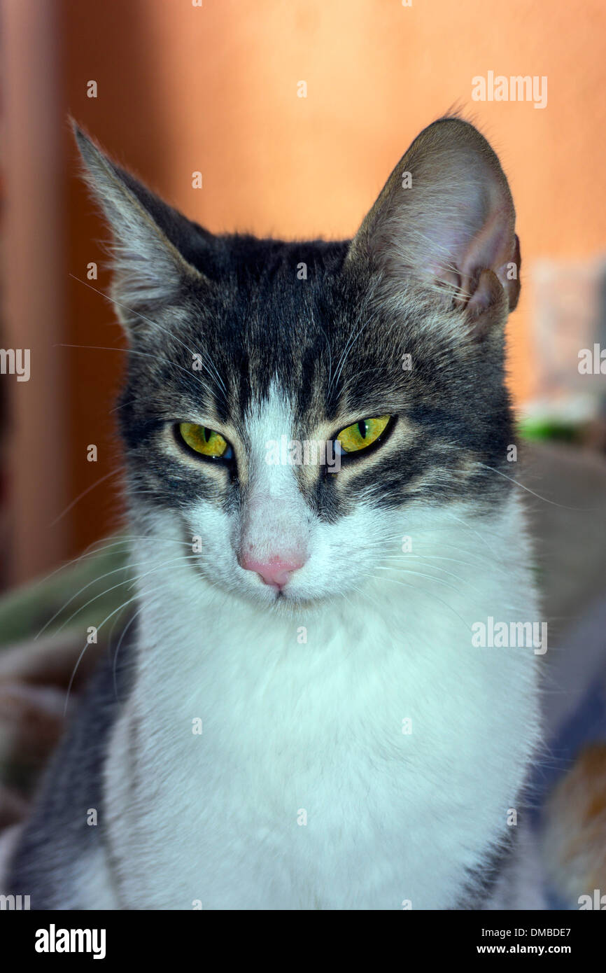 Braune und weiße Katze mit gelben Augen und großen Ohren, Blick in die Kamera Stockfoto