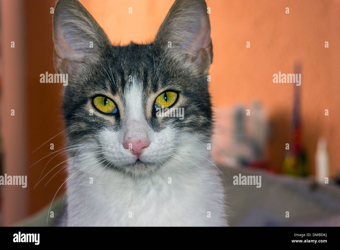 Braune und weiße Katze mit gelben Augen und großen Ohren, Blick in die Kamera Stockfoto