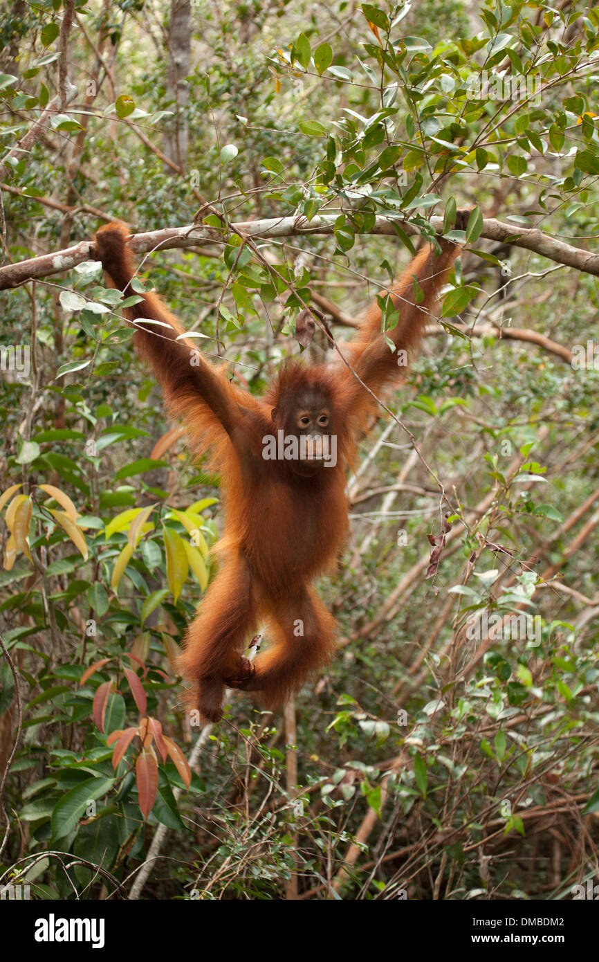 Junger wilder Orang-Utan (Pongo pygmaeus), der im Wald von Camp Leakey im tropischen Wald Borneas von einem Ast schwingt. Kritisch gefährdete Arten Stockfoto