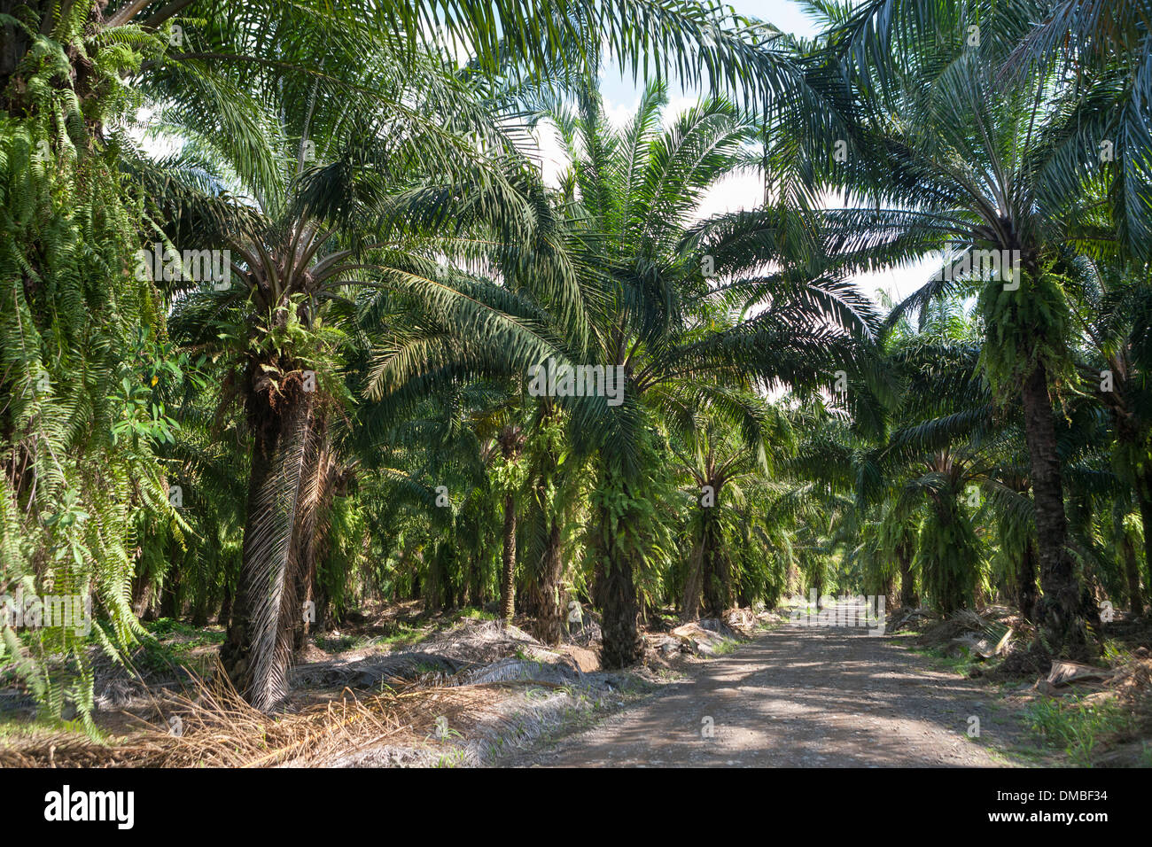 Afrikanischen Palmenplantagen in Costa Rica. Ursprünglich aus Westafrika, Elaeis Guineensis in den 1940er Jahren von United Fruit Co. gepflanzt wurde Stockfoto