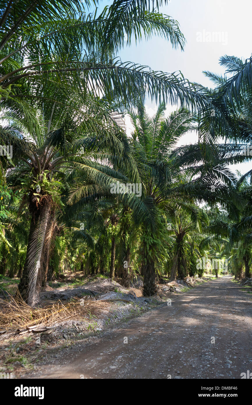 Afrikanischen Palmenplantagen in Costa Rica. Ursprünglich aus Westafrika, Elaeis Guineensis in den 1940er Jahren von United Fruit Co. gepflanzt wurde Stockfoto