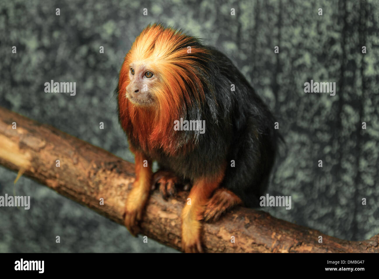 unter der Leitung der goldene Löwe Tamarin (Leontopithecus Chrysomelas) in Beauval Zoo / / Tamarin Löwe À Tête Dorée au Zoo de Beauval, Frankreich Stockfoto