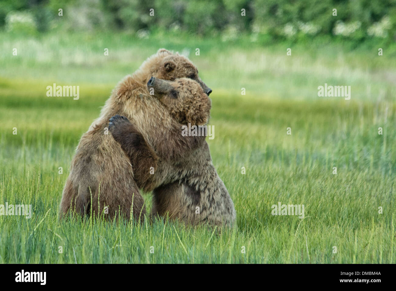 Grizzly Bär Jährling Cubs, Alaska Braunbären, Ursus arctos, umarmen während einem Zeitraum von Spiel zu kämpfen, Lake Clark National Park, Alaska, USA Stockfoto