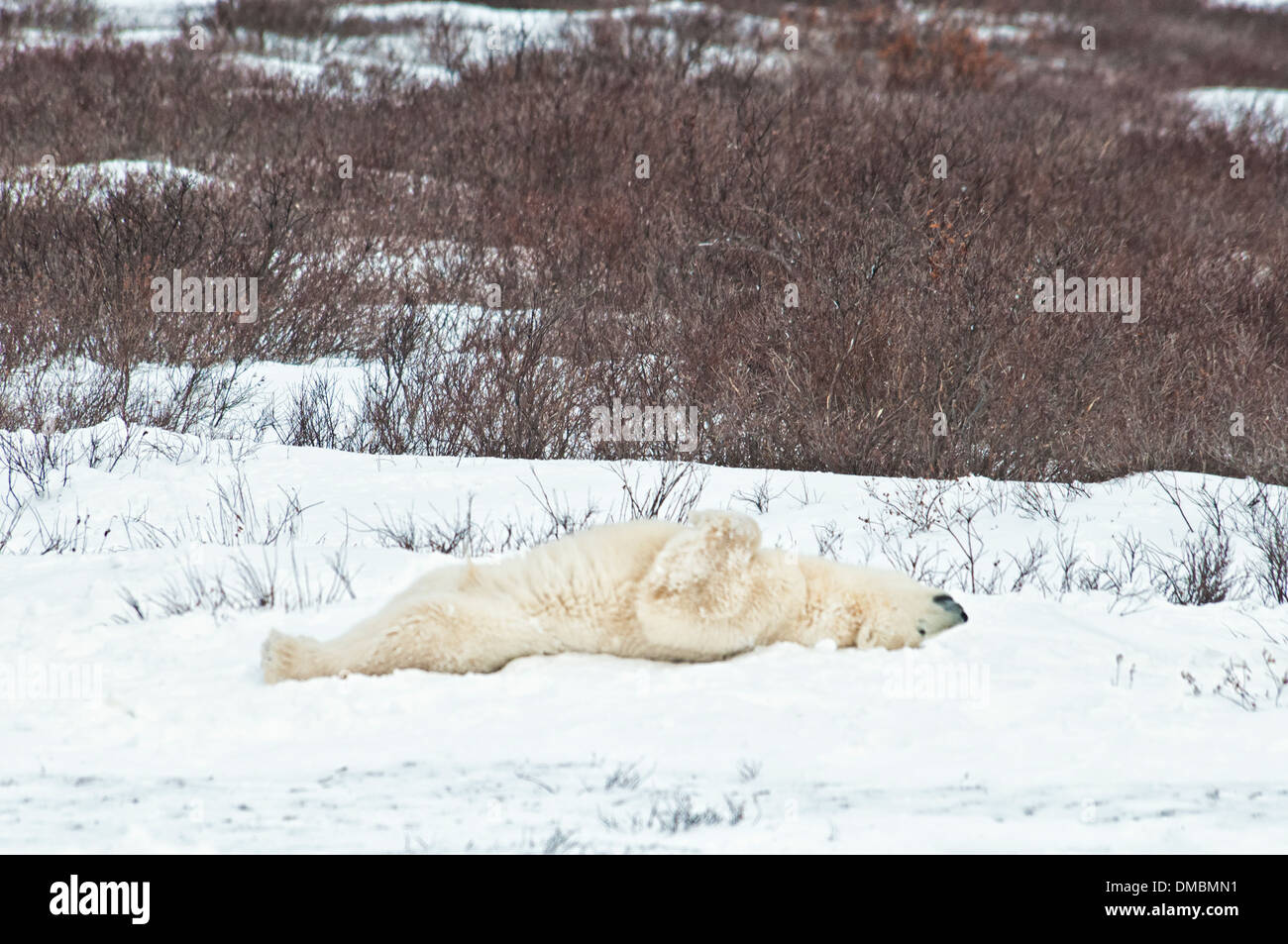 Erwachsenen Eisbär Ursus Maritimus, liegend auf dem Rücken schlafen auf dem Schnee, Churchill, Manitoba, Kanada Stockfoto