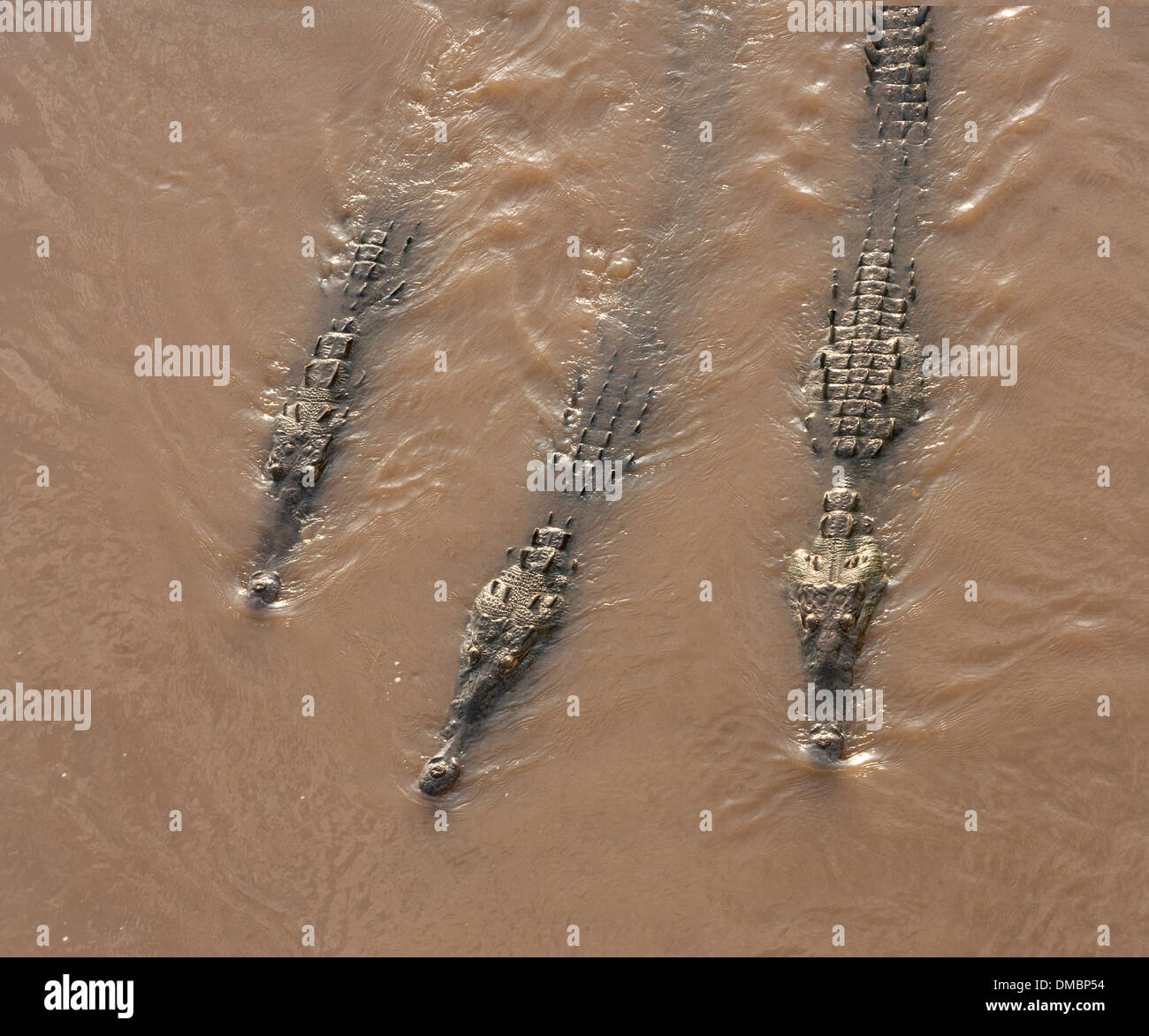 Amerikanische Krokodile in Costa Rica Stockfoto