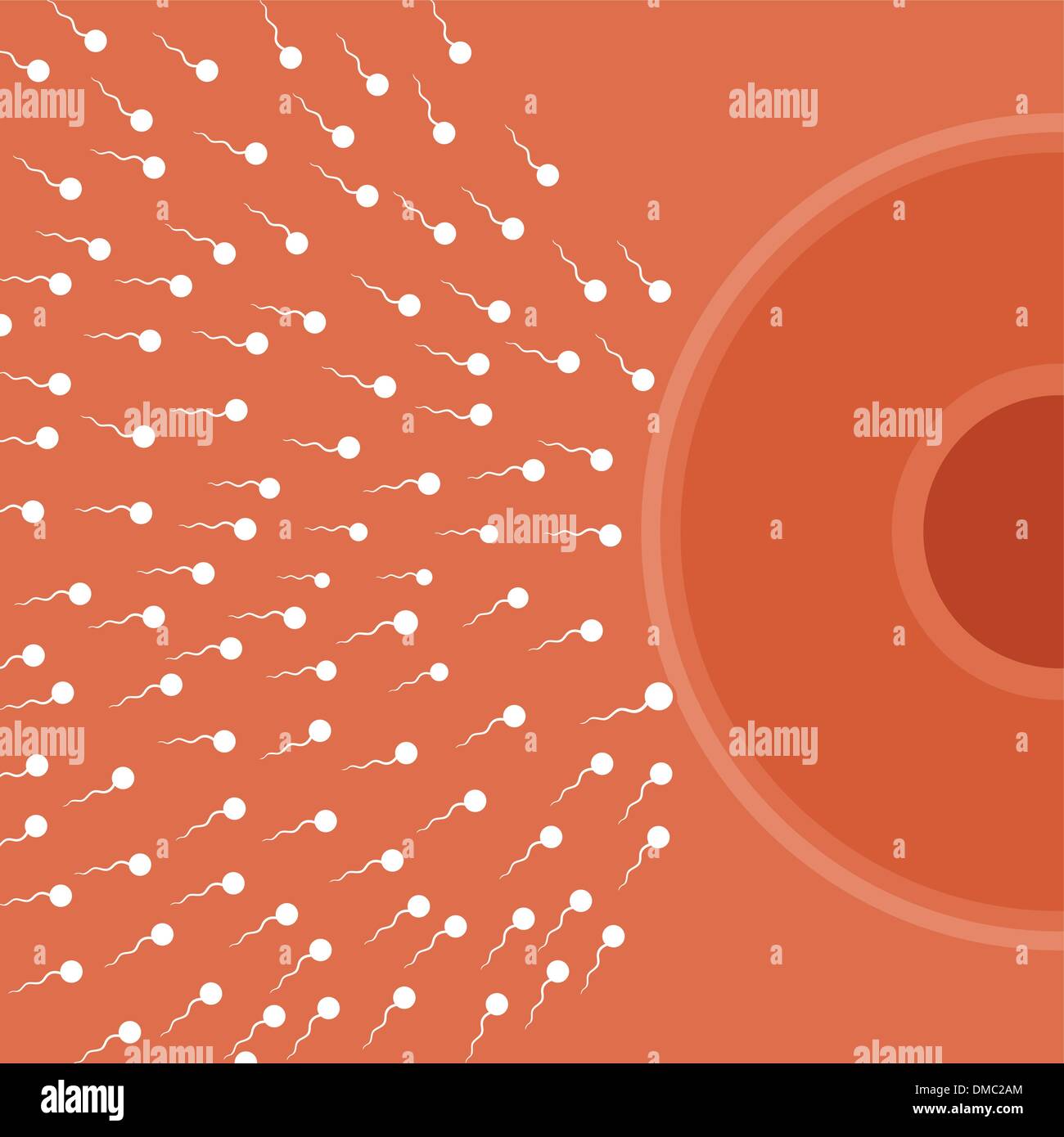 Menschliche befruchtung Stock-Vektorgrafiken kaufen - Alamy