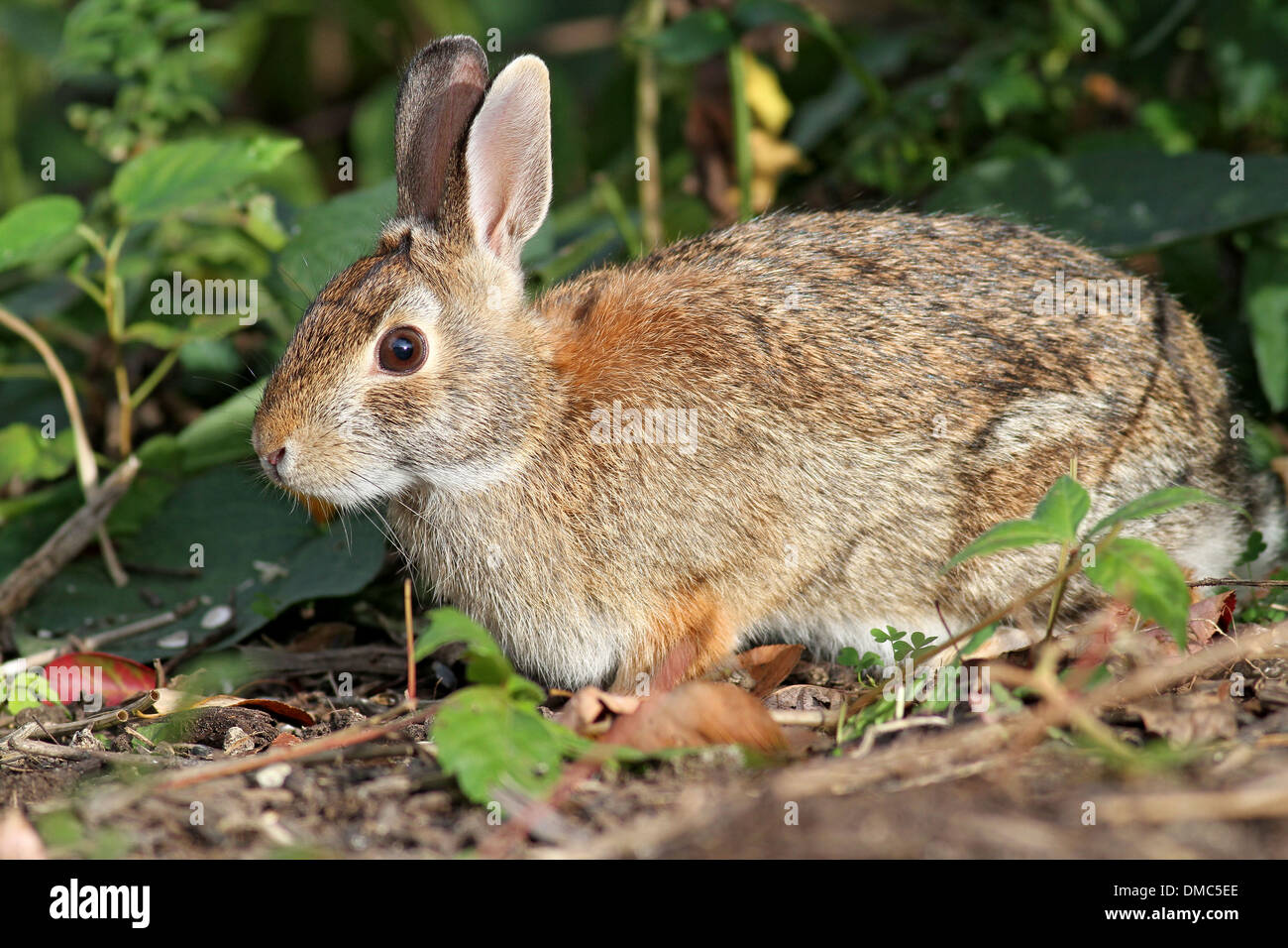 Kaninchen garten Stockfotos und bilder Kaufen Alamy