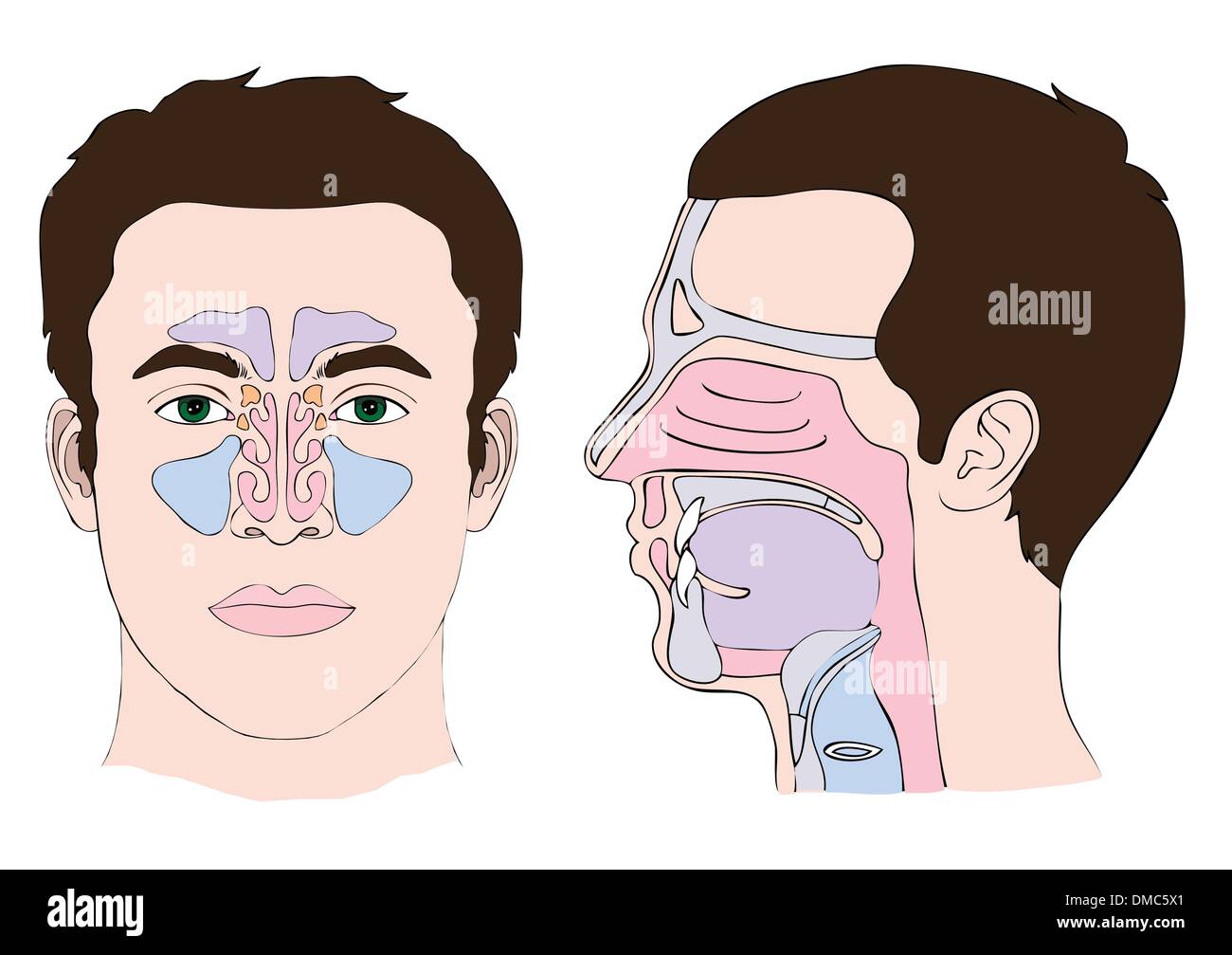 Anatomie Stock Vektor