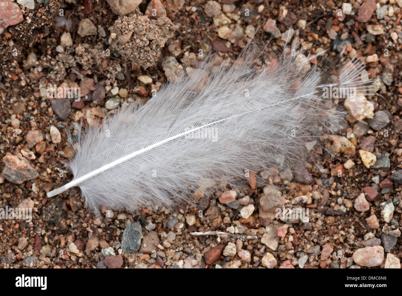 Alpenschneehuhn arktischen Vogel Feder Sommer Gefieder Stockfoto