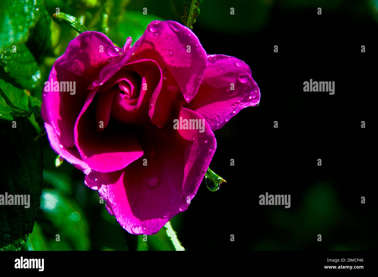 Alten altmodischen duftende Kletterrose Stockfoto