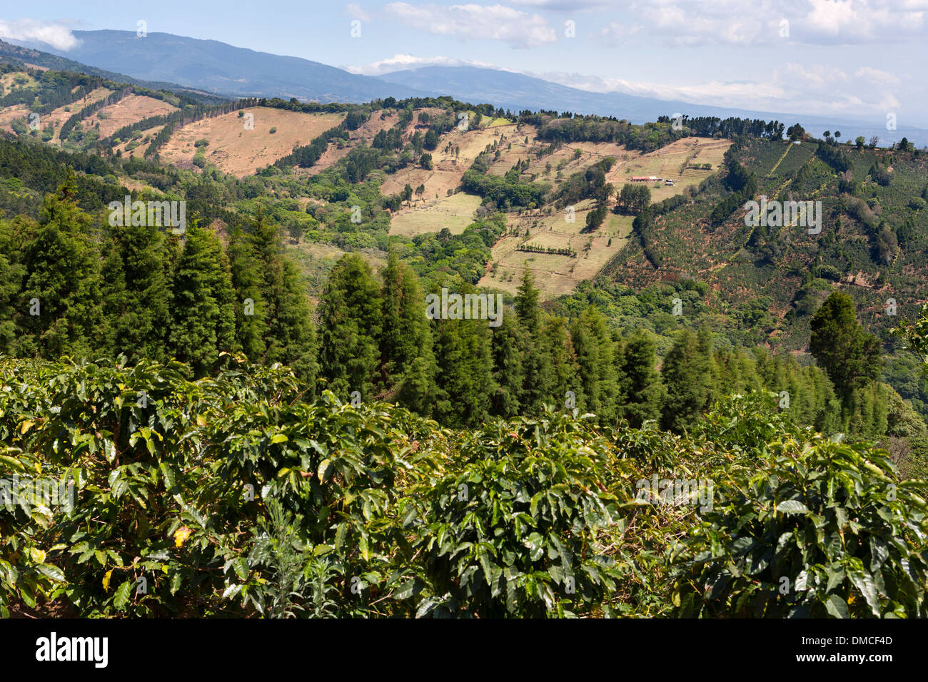 Kaffee-Plantagen und hügelige Ackerland in Costa Rica. Stockfoto