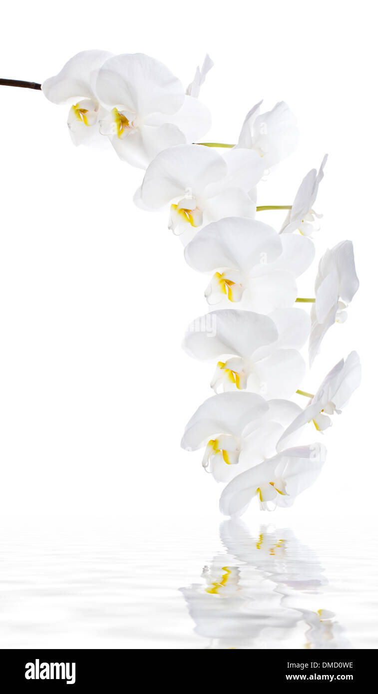 Weiße Orchidee blüht im Wasser gespiegelt Stockfoto