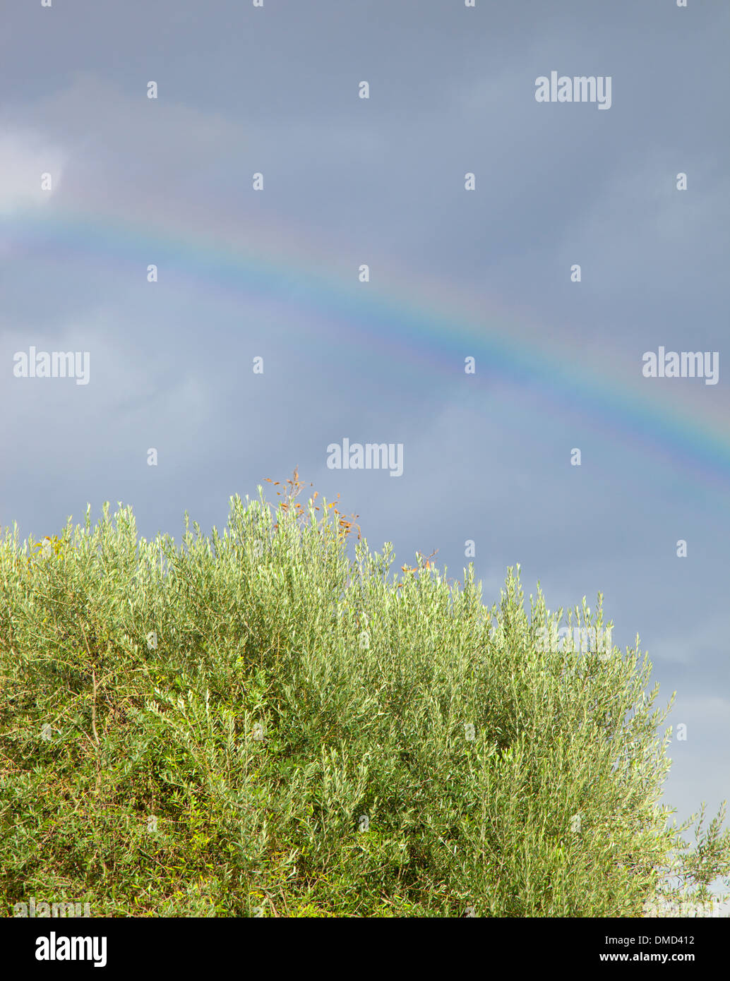 Regenbogenfarbenen mit Olivenbaum auf blauen Himmel Stockfoto