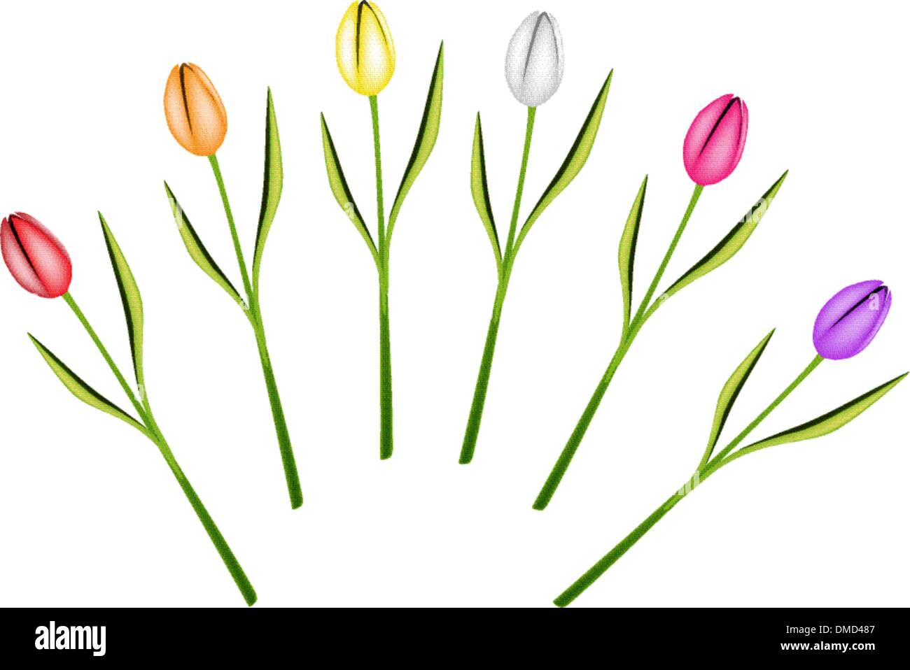 Satz von frischen Tulpen Blumen auf weißem Hintergrund Stock Vektor