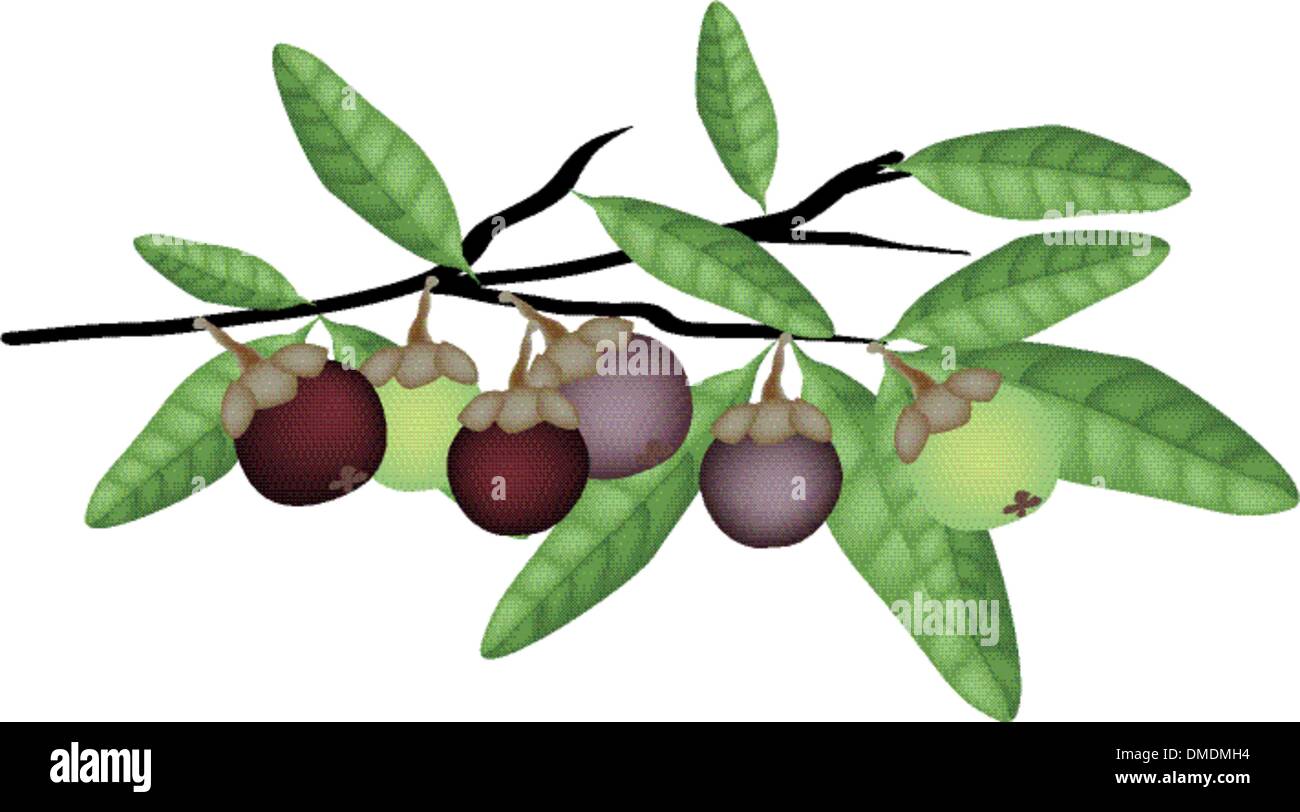 Frisches Grün und lila Mangostanfrüchte auf Ast Stock Vektor