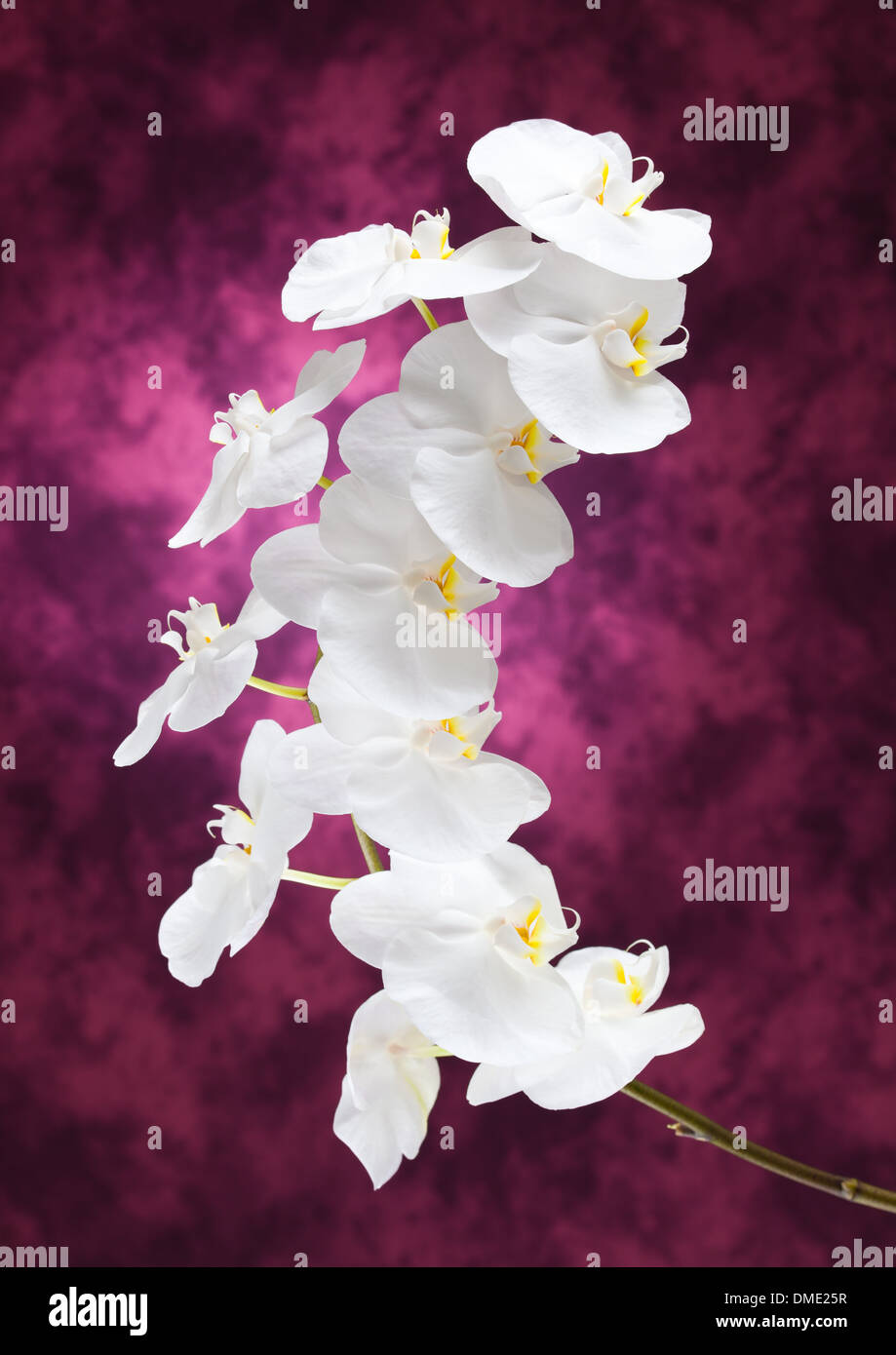 Weiße Orchidee blüht auf lila Hintergrund Stockfoto
