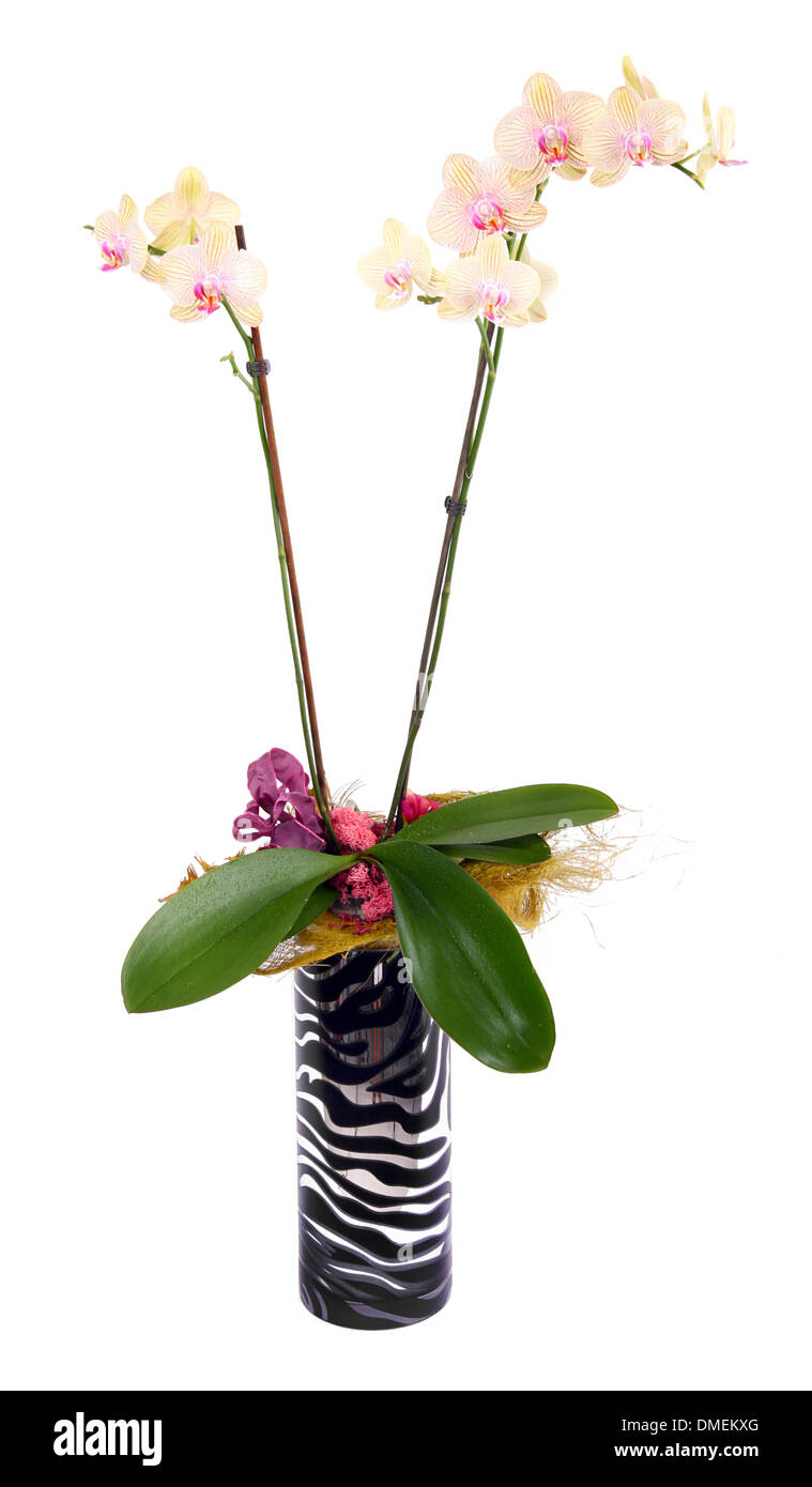 Gelb und rosa Orchidee blüht auf weißem Hintergrund Stockfoto