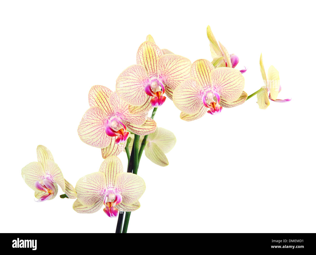 Gelb und rosa Orchidee blüht auf weißem Hintergrund Stockfoto