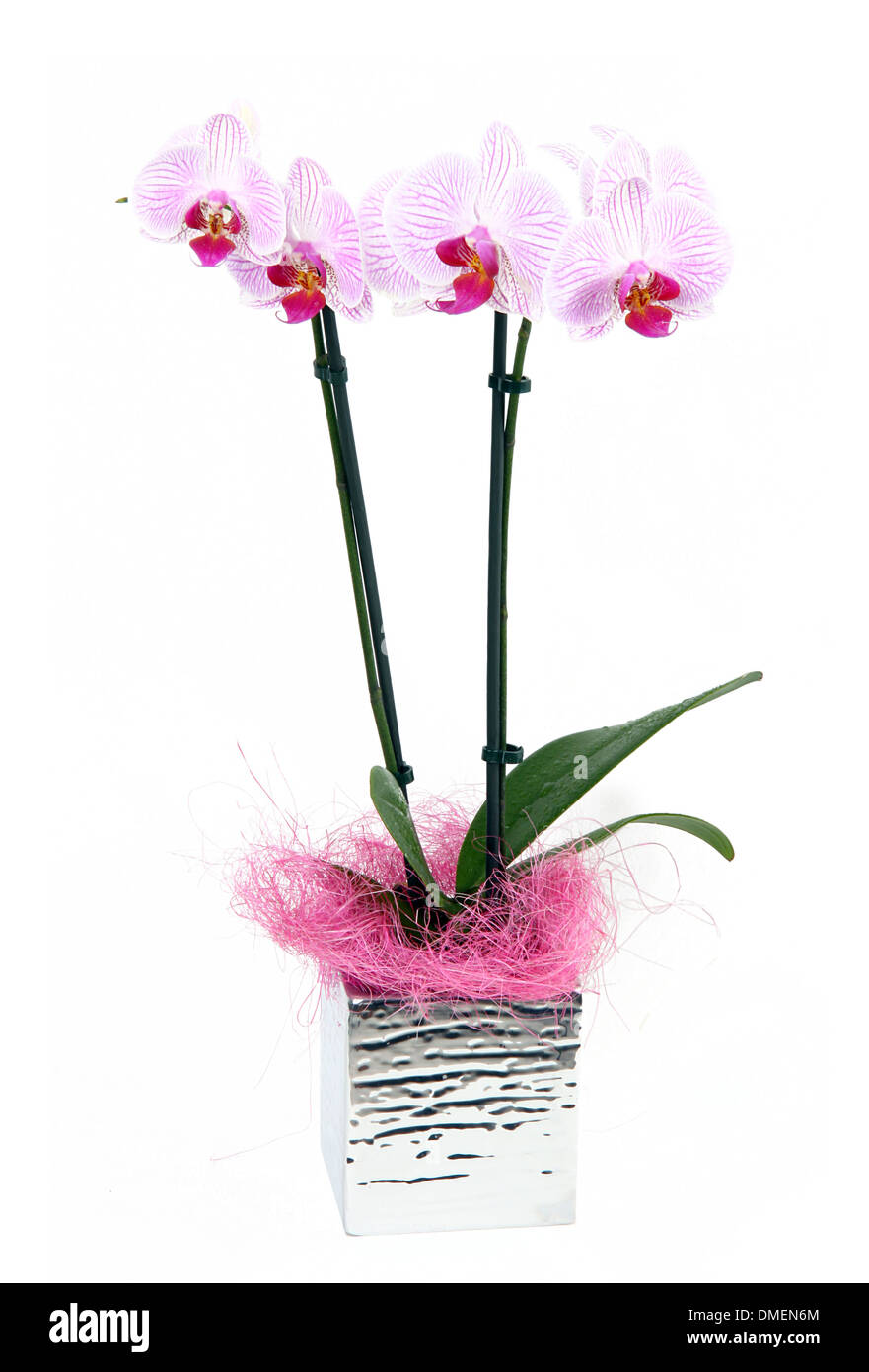 Rosa Orchidee blüht auf weißem Hintergrund Stockfoto