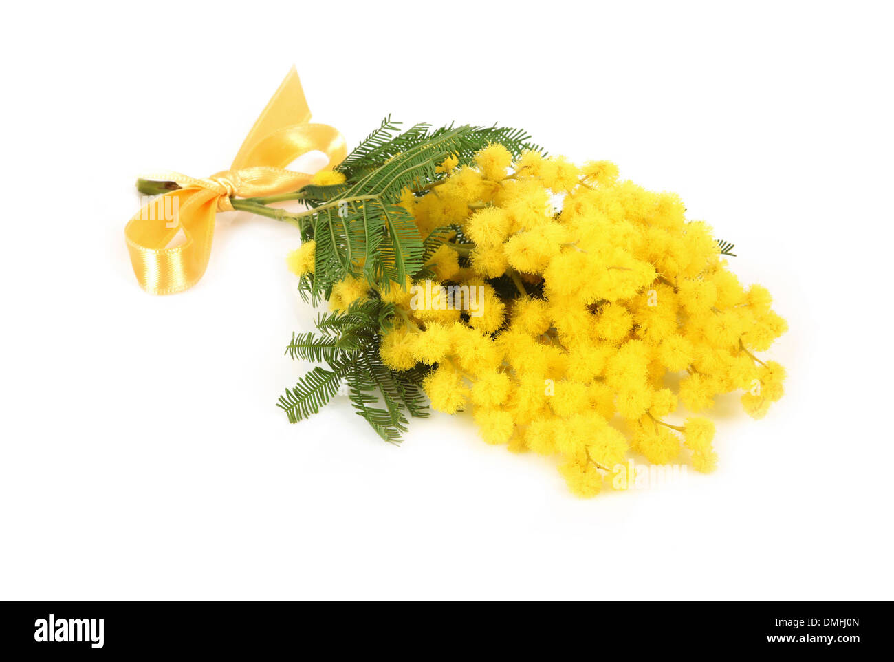 Goldene zweig baumblume der mimose Fotos und Bildmaterial in hoher