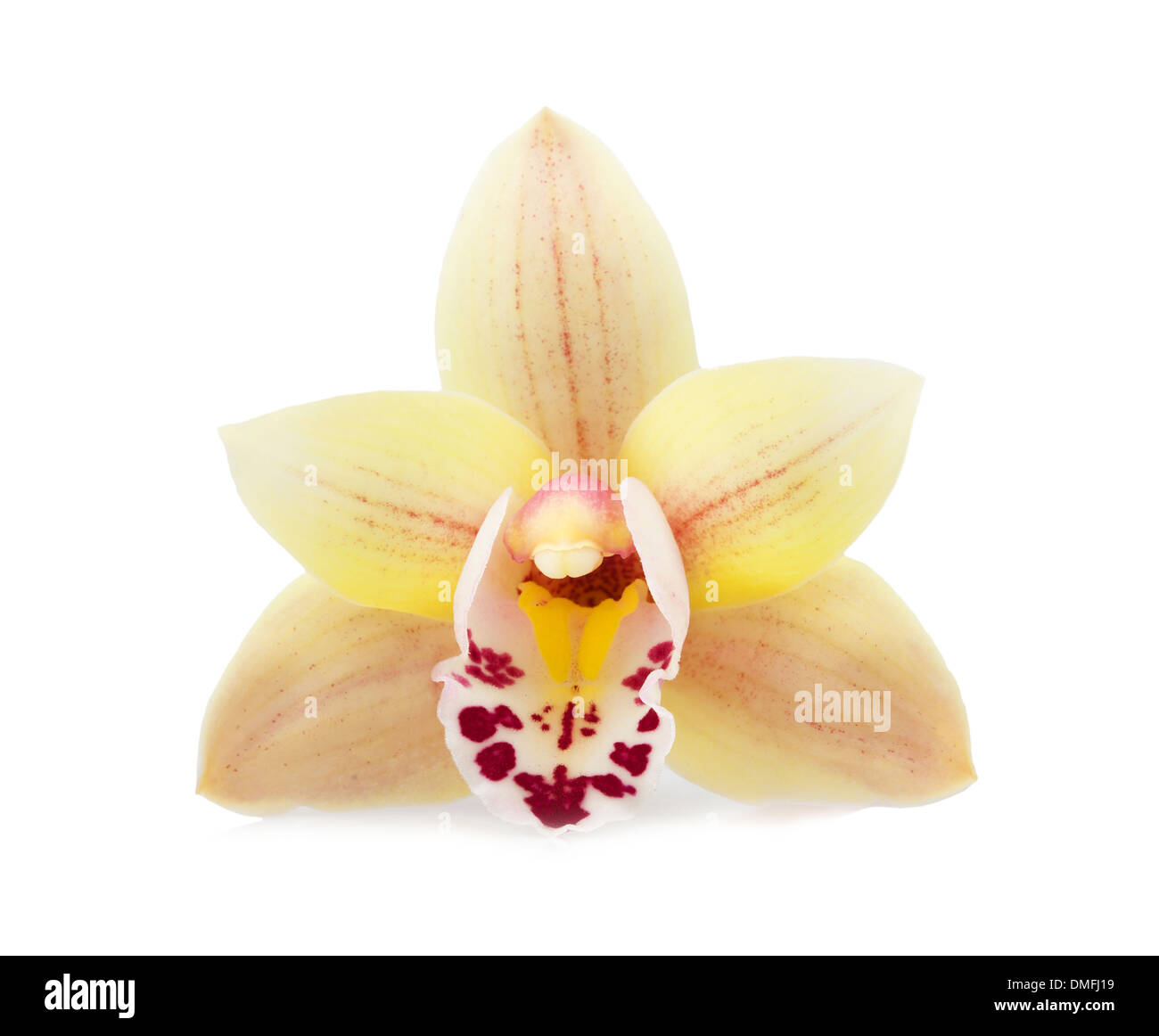 Orchidee blüht auf weißem Hintergrund Stockfoto