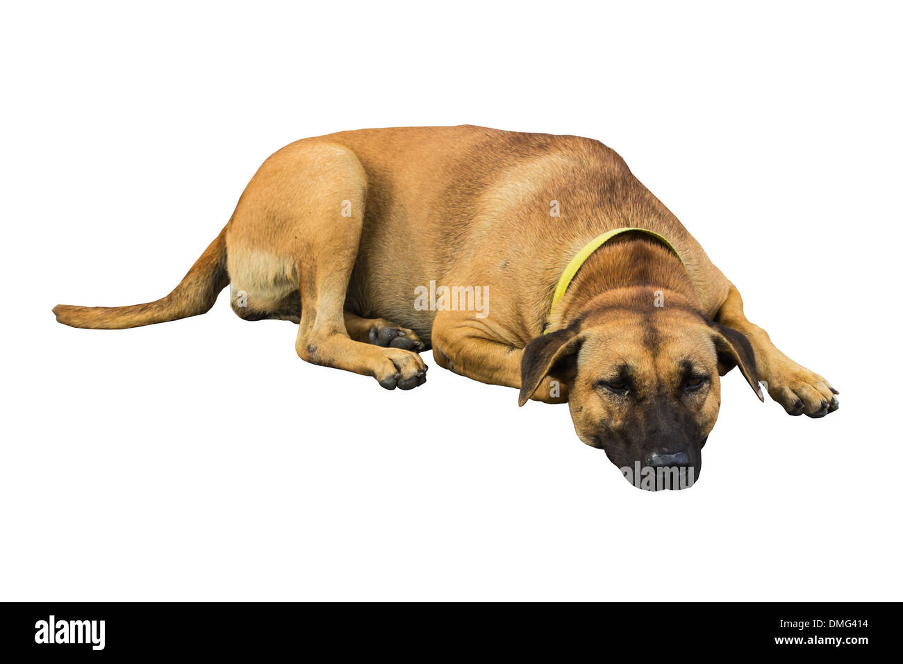 einheimischen thai Hund - isoliert Stockfoto