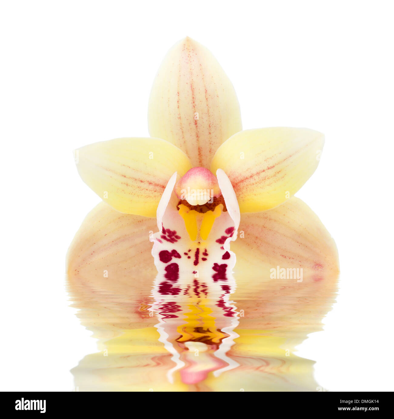 Orchidee blüht im Wasser gespiegelt auf weißem Hintergrund Stockfoto