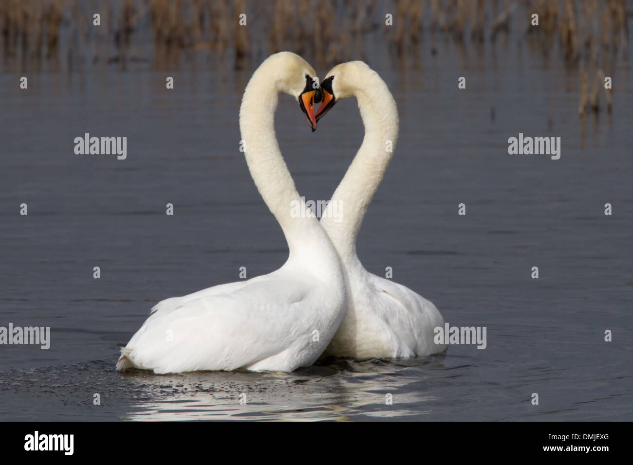 Schwäne in der Liebe machen Herzform Stockfoto