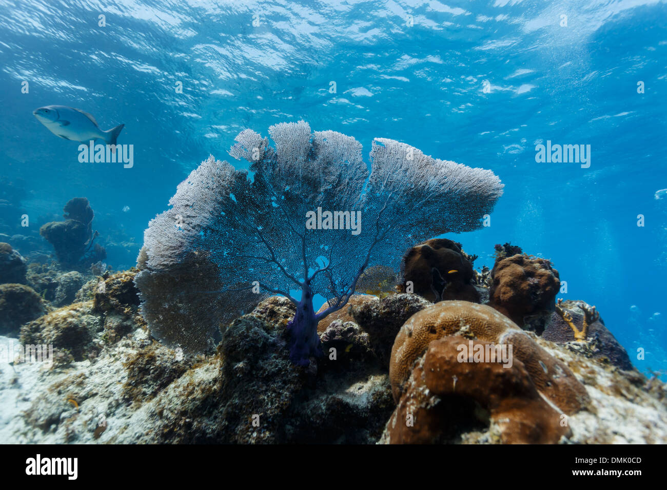 Nahaufnahme von Sea FAN am Korallenriff Stockfoto