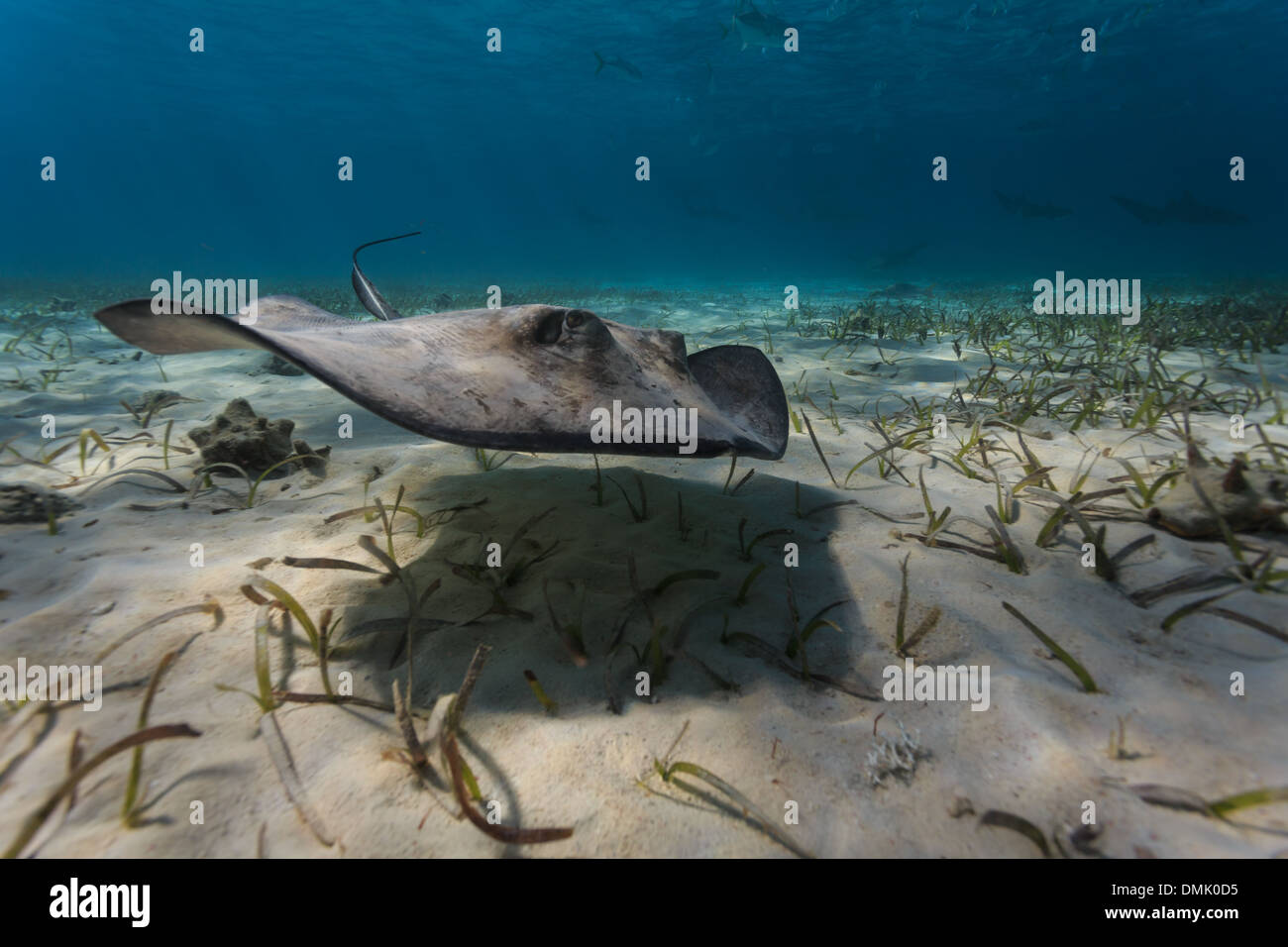 Nahaufnahme des grauen juvenile südlichen Stingray navigieren des Meeresbodens durch flattern seine Brustflossen Stockfoto