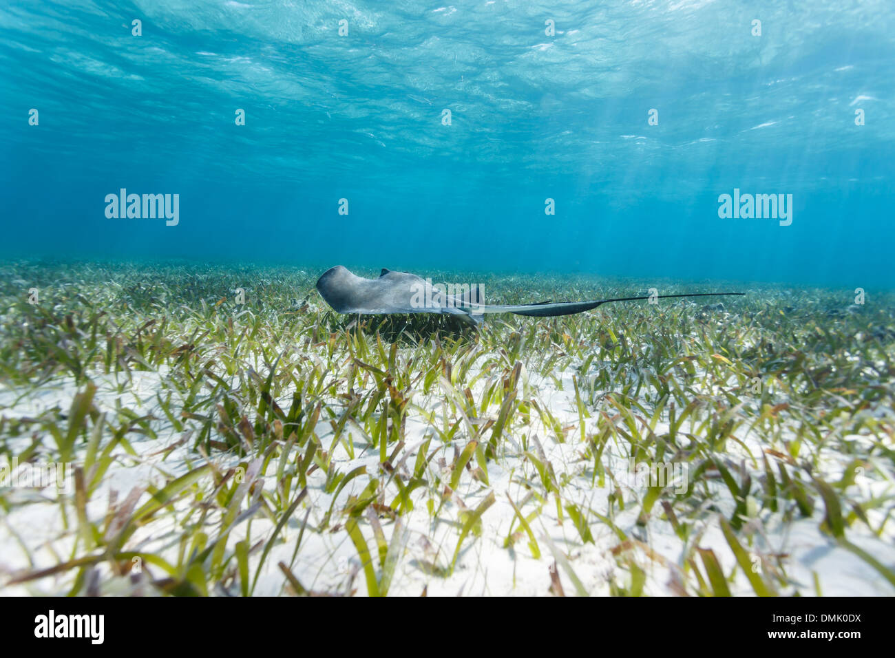 Southern string Ray schwebt über Reef in hellen tropischen Gewässern auf Shark Ray Alley, die Küste von Belize, Central America Stockfoto