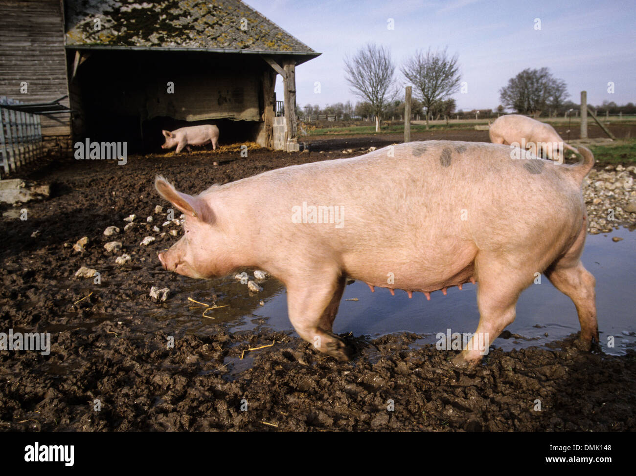 SCHWEINE IN DEN SCHLAMM AM BAUERNHOF, BAUERNHOF SCHWEINE, RUGLES, EURE (27), FRANKREICH Stockfoto