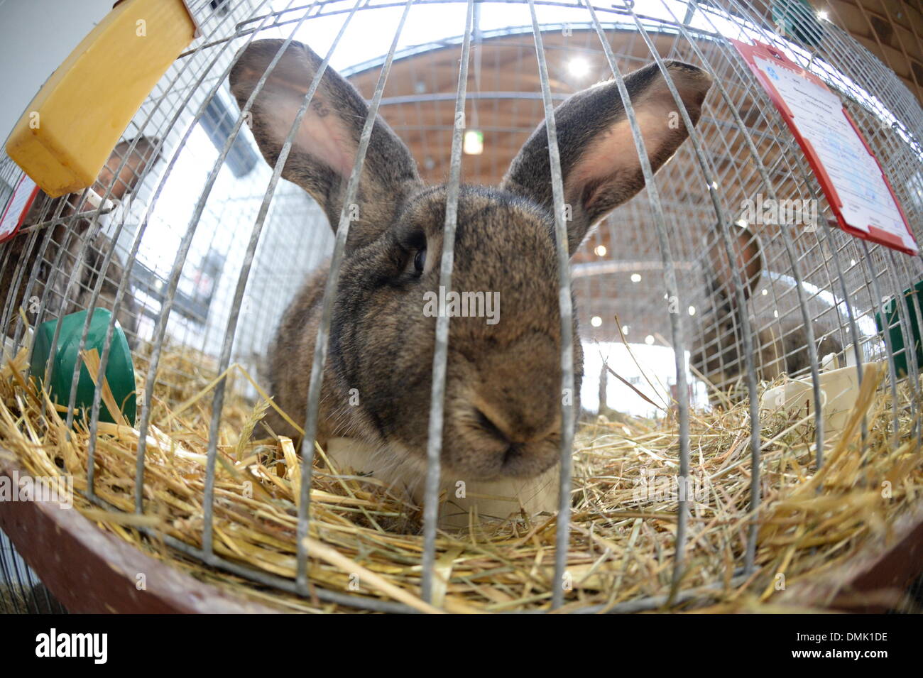 Ein Hase sitzt in einem Käfig auf der Bundesrepublik Kaninchen Show in Karlsruhe, Deutschland, 13. Dezember 2013. Titel für 267 verschiedener Rassen wurden auf der Messe ausgezeichnet. Foto: PATRICK SEEGER/dpa Stockfoto