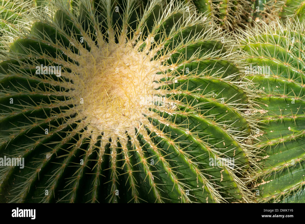 Golden Barrel Cactus (Echinocactus Grusonii) Stockfoto