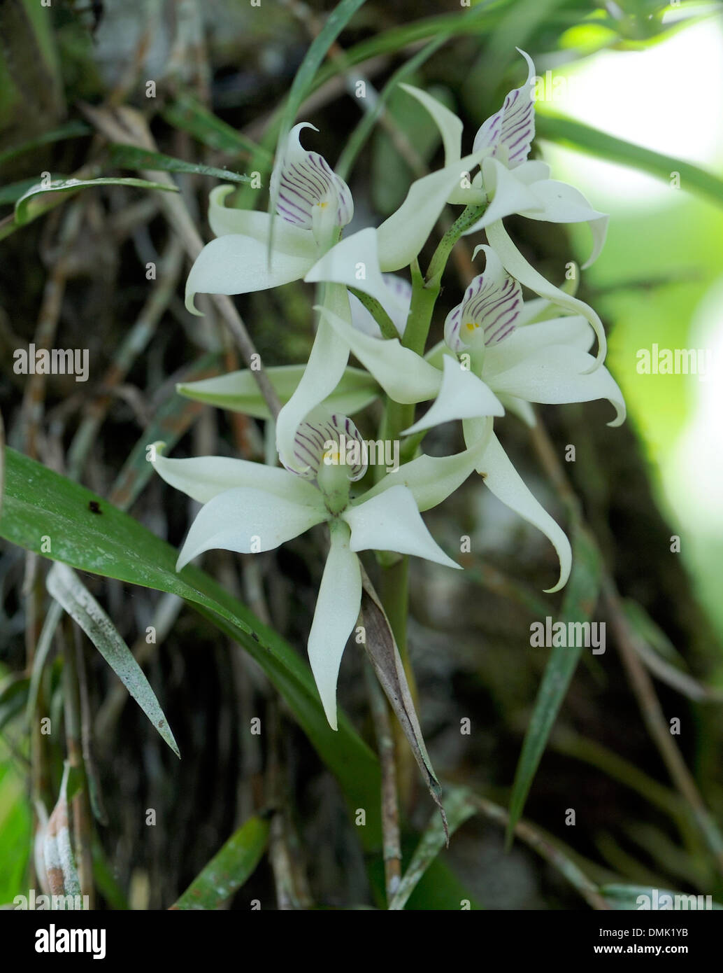 Orchidee Blume. Braulio Carillo, Horquetas Sarapiqui, Costa Rica Stockfoto