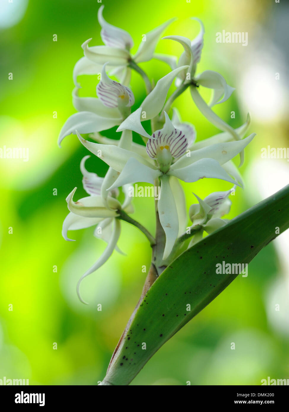 Orchidee Blume. Braulio Carillo, Horquetas Sarapiqui, Costa Rica Stockfoto