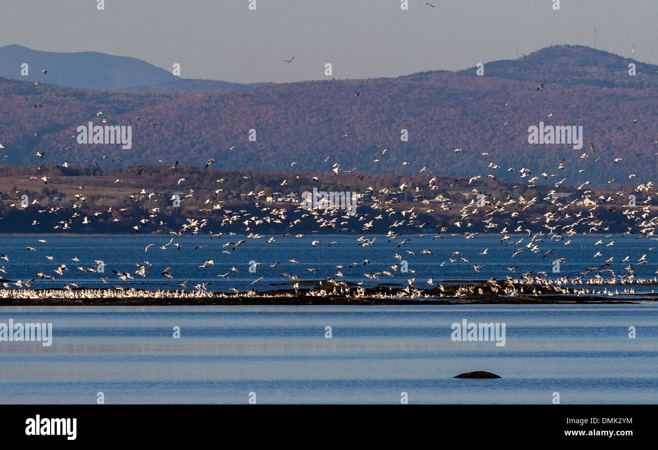 MIGRATION DER SCHNEEGÄNSE IN BERTHIER-SUR-MER, SAINT LAWRENCE RIVER, CHAUDIERE-APPALACHES, HERBSTFARBEN, QUEBEC, KANADA Stockfoto