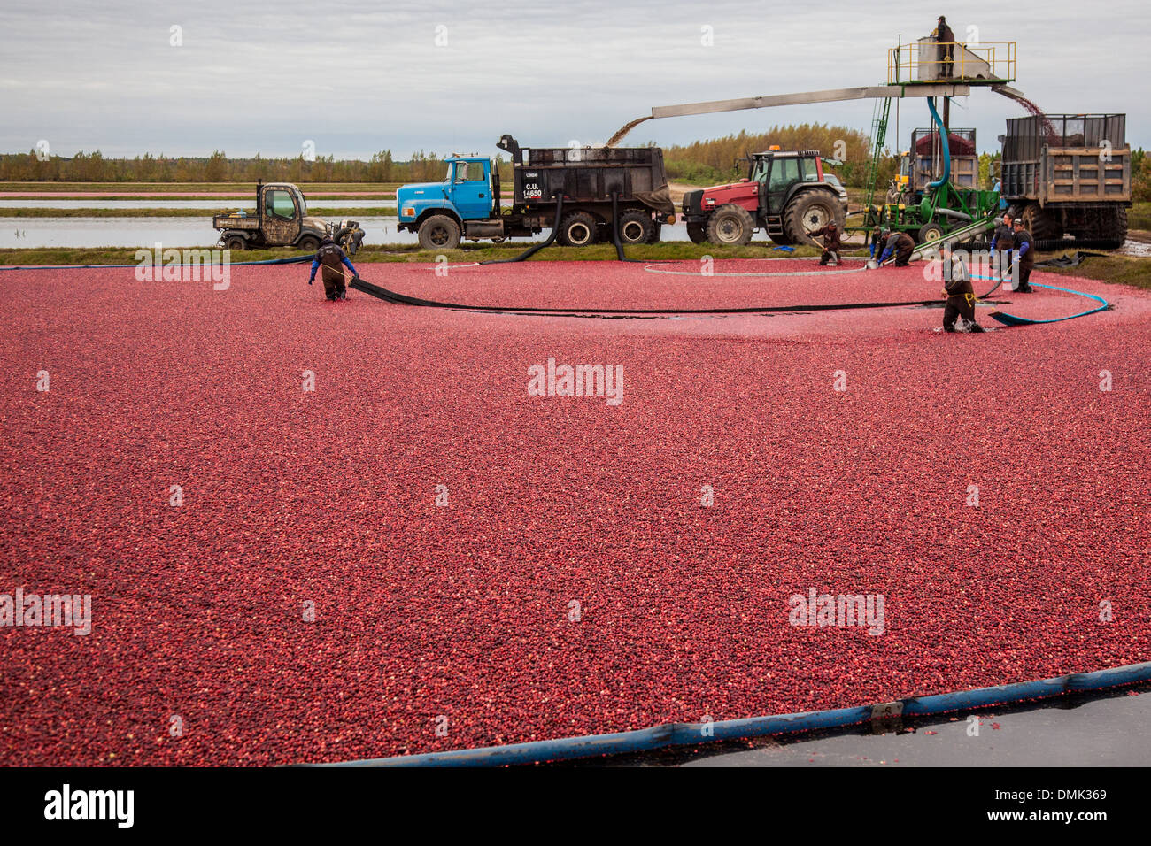 CRANBERRY ERNTE IN SAINT-LOUIS-DE-BLANDFORD, IN DER REGION CENTRE-DU-QUÉBEC, INDIAN SUMMER, HERBSTFARBEN, QUEBEC, KANADA Stockfoto