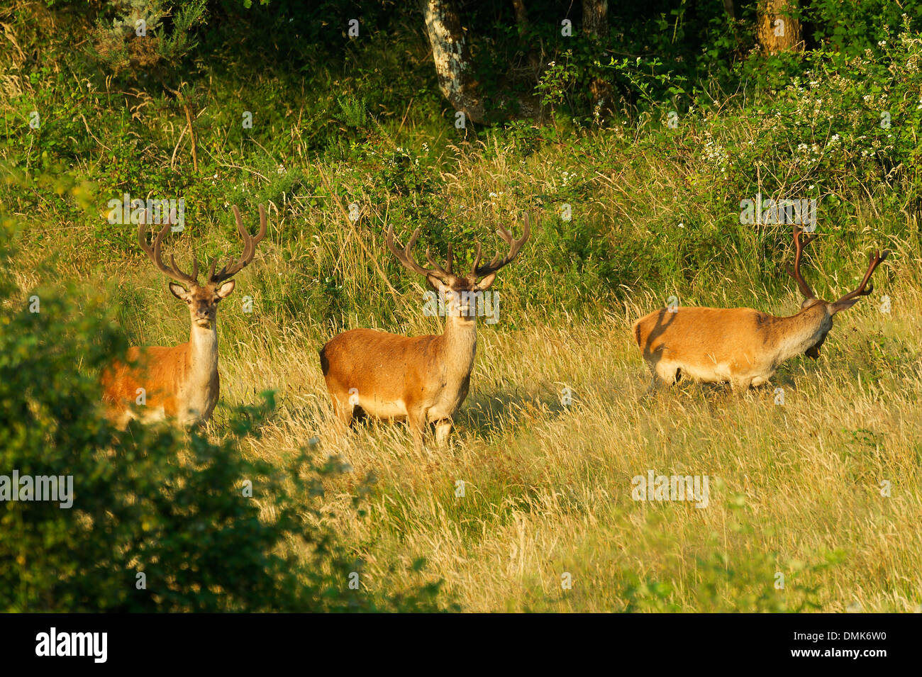 Rothirsch im offenen Prärie Grasland von Charente-Maritime, Frankreich Stockfoto