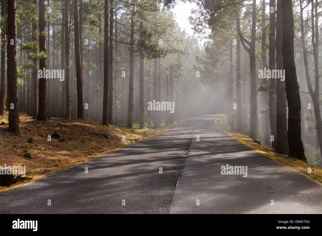 Bergstraße und Kiefern im Wolke Abdeckung, Corona Forestal, Teide National Park, Teneriffa Stockfoto