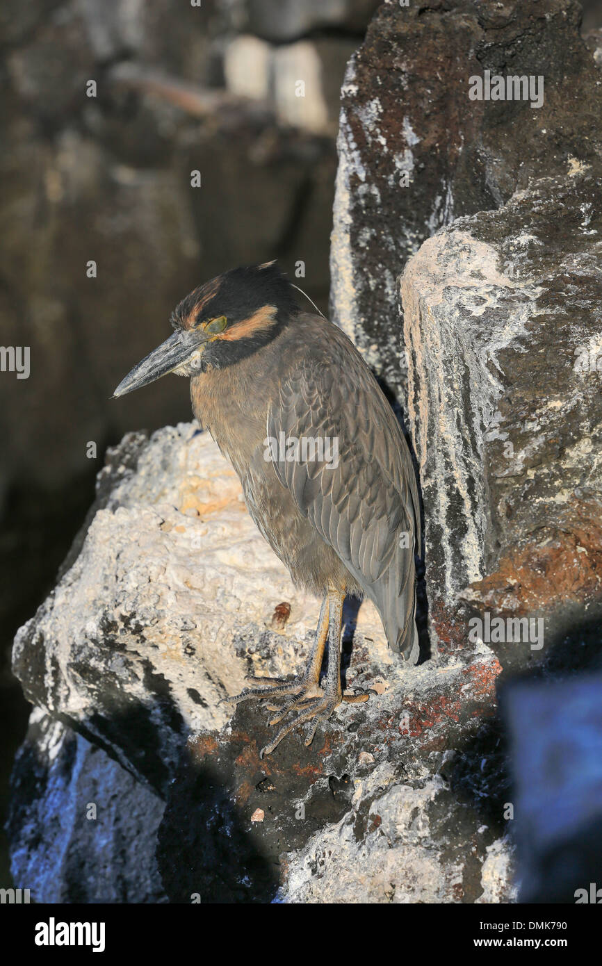 Gelb-gekrönter Nachtreiher stehen auf der vulkanischen Küstenlinie der Insel Santiago, Galapagos-Inseln, Ecuador. Stockfoto