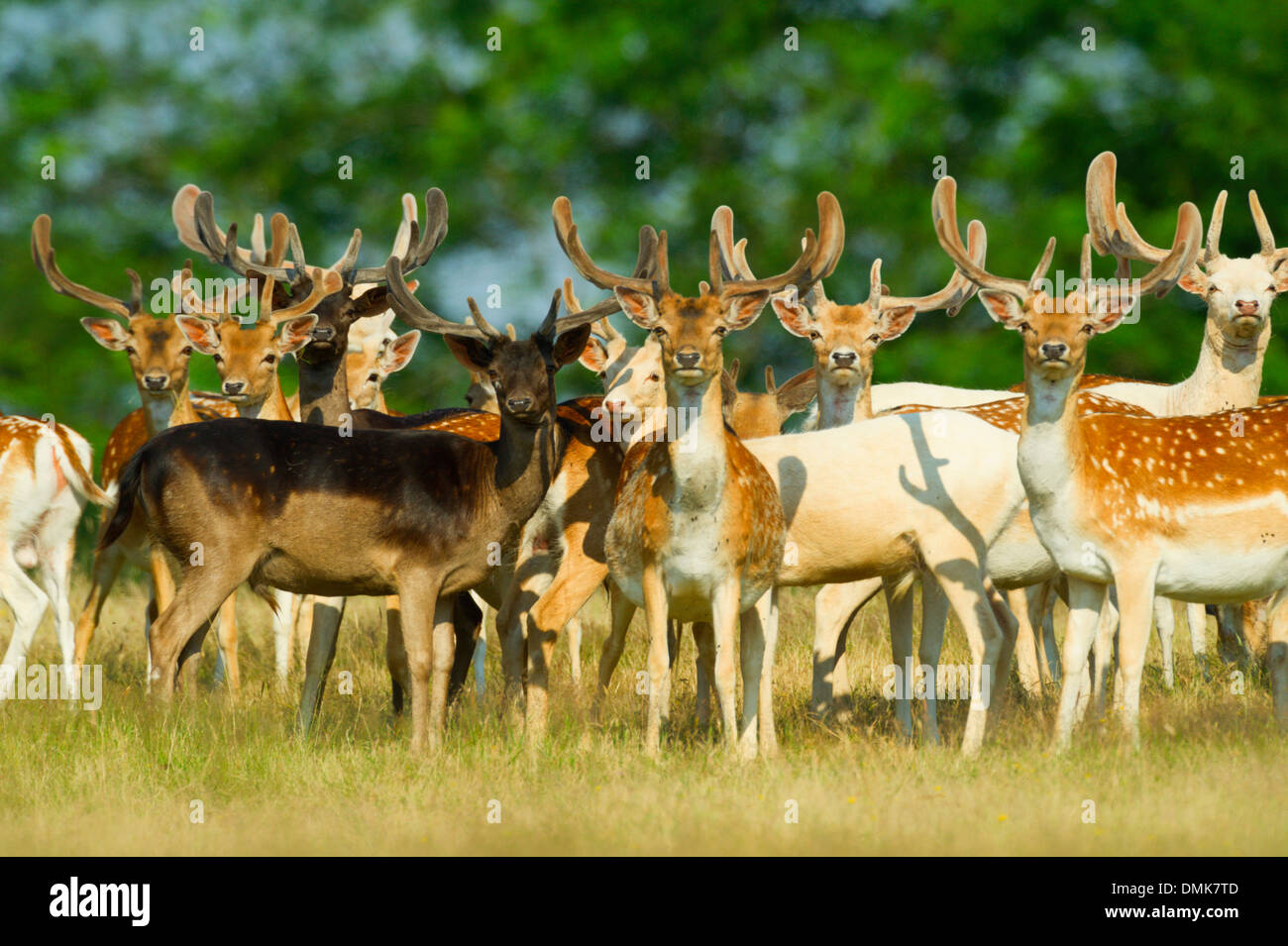 Damhirsch im offenen Prärie Grasland von Charente-Maritime, Frankreich Stockfoto