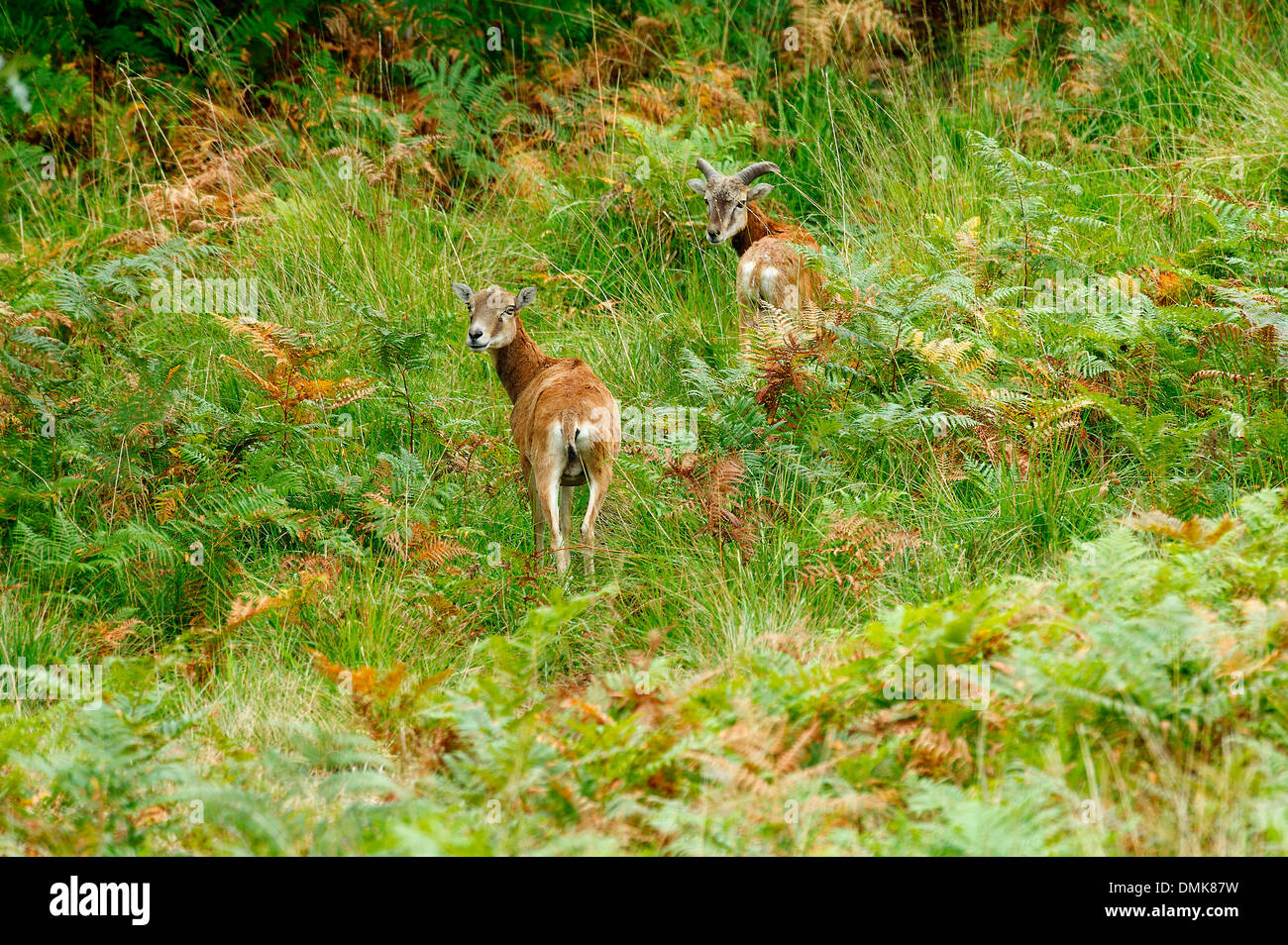 Europäischen Mufflons in offenen Farne von Charente-Maritime, Frankreich Stockfoto