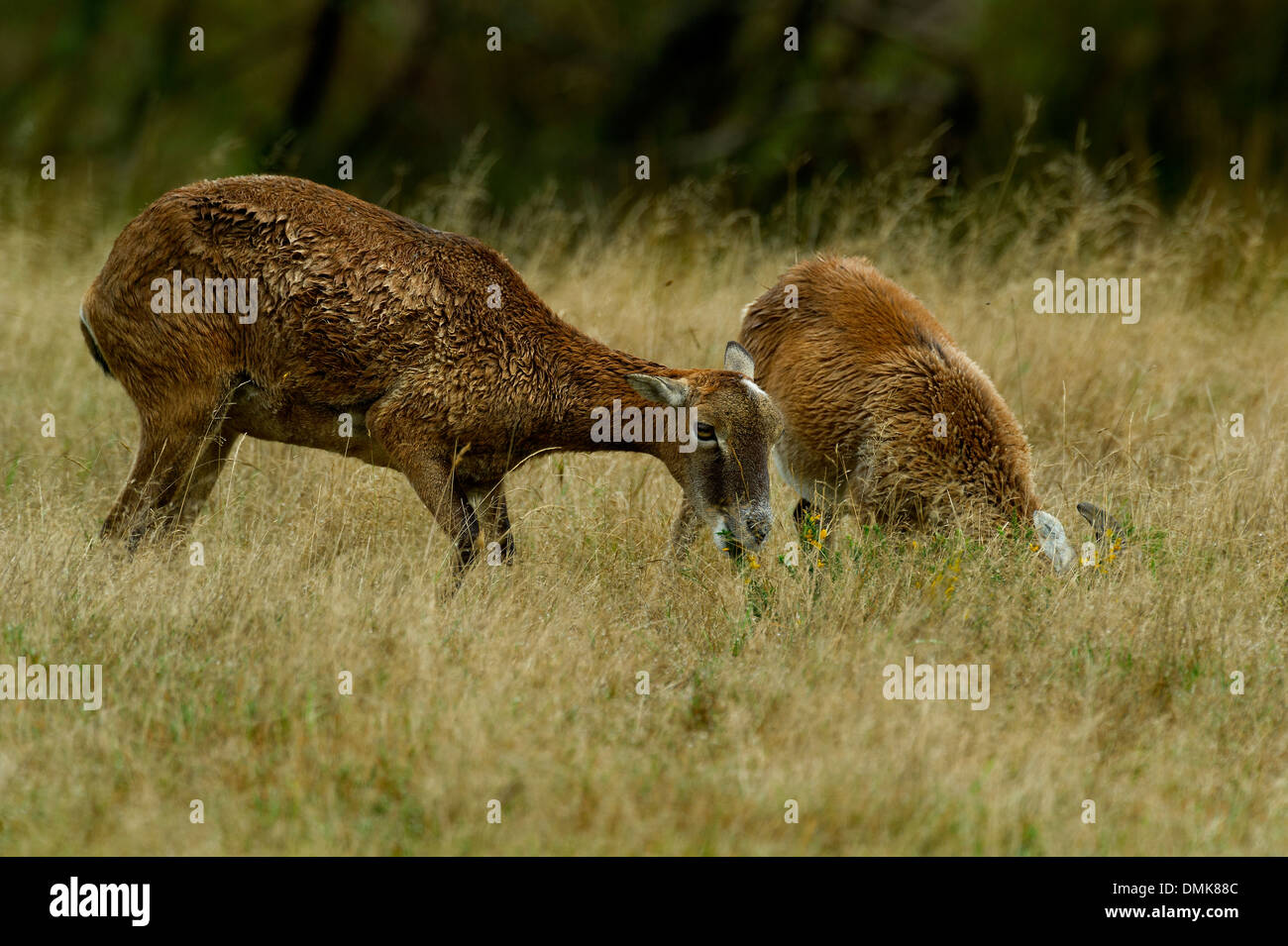 Europäischen Mufflons im offenen Prärie Grasland von Charente-Maritime, Frankreich Stockfoto